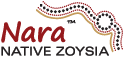Zara Native Zoysia